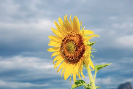 Sunflower with the blue sky in summer.の写真素材