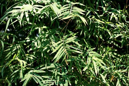 Bamboo leaves in park at sunlight with background.の写真素材