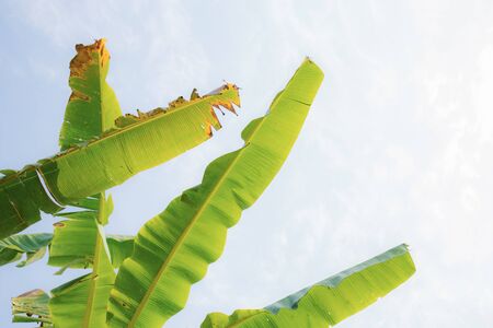 Banana leaf on tree with the sunlight at sky.の写真素材