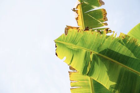 Banana leaves of dries with the sunlight at sky.の写真素材