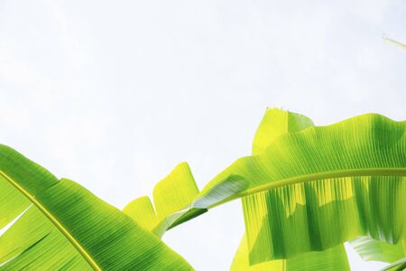 Banana leaves with the sunlight at sky.の写真素材