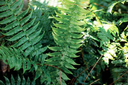 Fern leaves in park at sunlight with green background.の写真素材