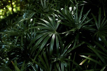 Palm leaves in park with the darkness of background.の写真素材