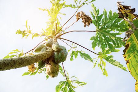 Papaya and dries leaf on tree with the sunlight at sky.の写真素材