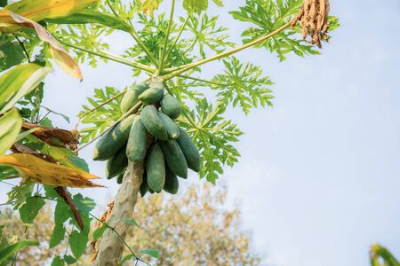 Papaya on tree and dries leaves with the sky.の写真素材