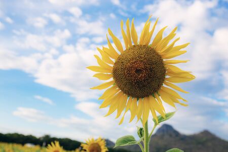 Sunflower on filed with the blue sky in winter.の写真素材