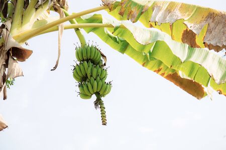 Banana on tree in farm with the sky.の写真素材