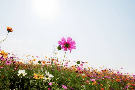 Cosmos in field with the beautiful at sky.の写真素材