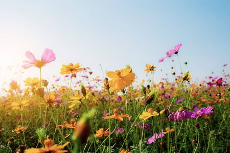 Cosmos in field with the sunset at sky.の写真素材