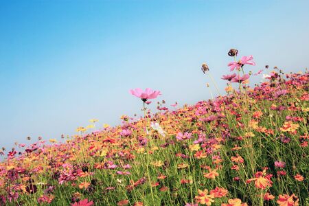 Cosmos in field with the colorful at blue sky.の写真素材