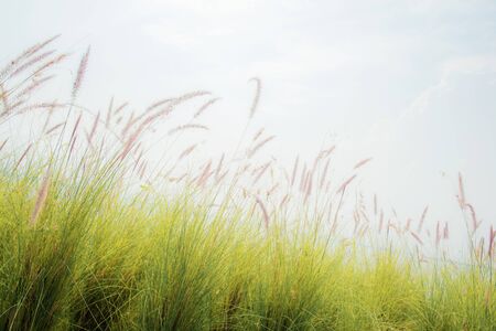 Grass in field with the sky at sunlight.の写真素材