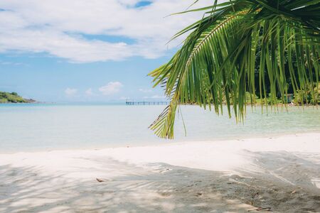 Palm leaves on beach at sea with the sunlight in summer.の写真素材