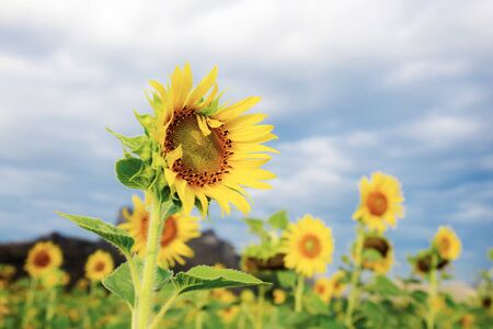 Sunflower on filed with the sky in winter.の写真素材