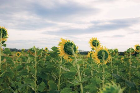 Sunflower on filed with the cloud and sky in winter.