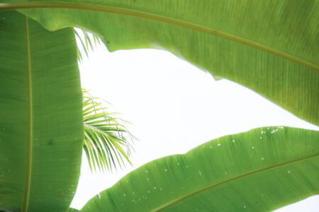Banana leaves and palm with the sunlight at sky.の写真素材