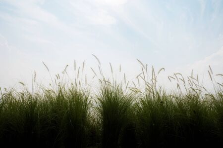 Grass in field with the sunset at sky.の写真素材