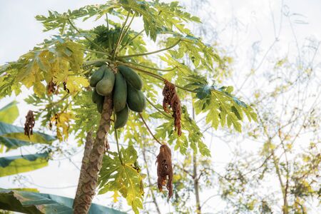 Papaya of raw and dries leaves on tree at sky.の写真素材