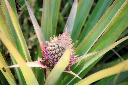 Pineapple are growing on tree in farm with sunlight.の写真素材