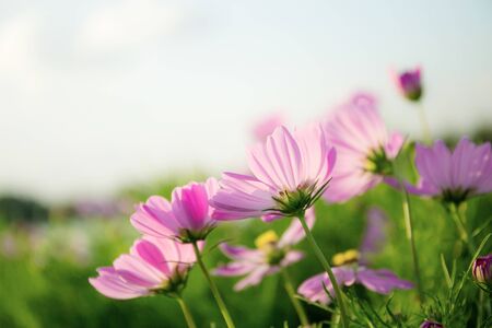 Pink cosmos in garden with the sky.の写真素材