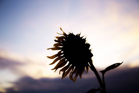 Sunflower in field with the sky at sunset.の写真素材