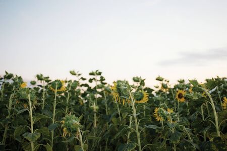 Sunflower in field with the sky at sunrise.の写真素材