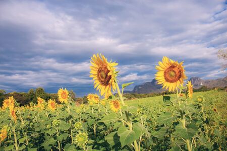 Sunflower in field with the cloud on sky at sunset.の写真素材