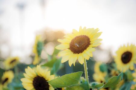 Sunflower in garden with the sunlight at sky.の写真素材