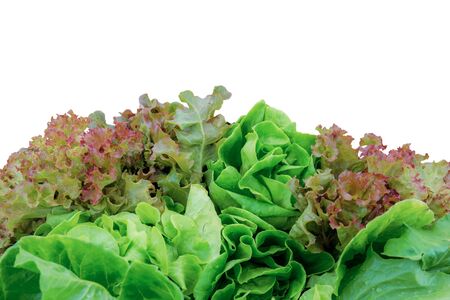 Vegetables organic of wet on white background.の写真素材