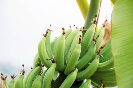 Banana on tree at sunlight with the sky.の写真素材