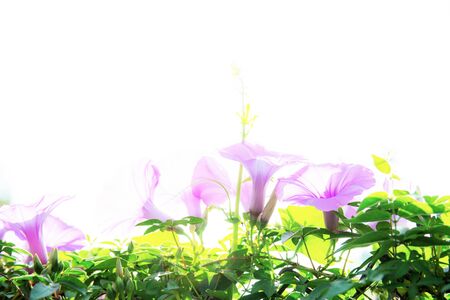 Bell flower of purple on fence in park with the sunlight at sky.の写真素材