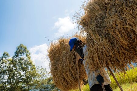 Farmer carrying rice on a beam in field with the sunlight at sky.の写真素材