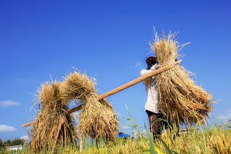 Farmer was packing rice and laying it on a wooden beam on field at the blue sky.の写真素材
