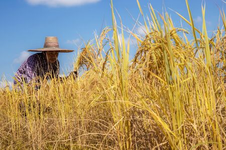 Farmers harvesting rice on rice field with the sunlight.の写真素材