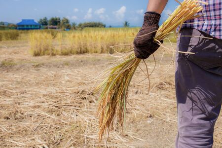 Farmers stand and hold grains on the rice fields.の写真素材