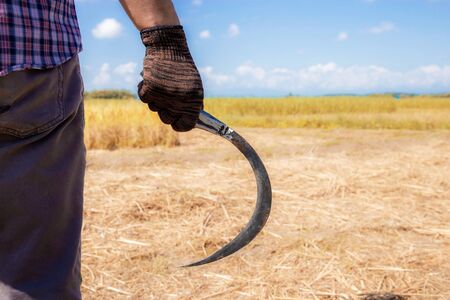 Farmers stand holding a sickle on rice field with the sky.の写真素材