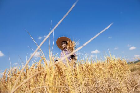 Farmers of harvest season stand in fields with the blue sky.の写真素材