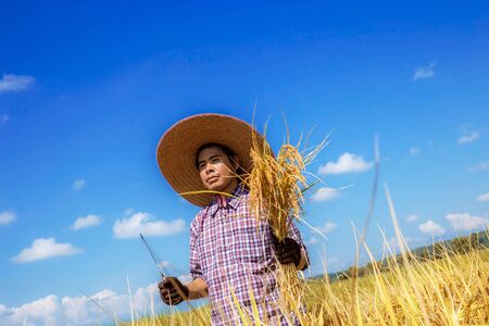 Farmers of harvest season stand in fields with sunlight at blue sky.の写真素材
