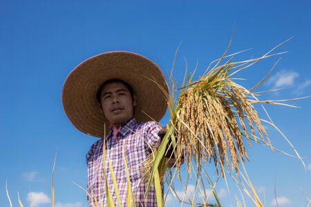 Farmers offered their ears in rice field with the blue sky.の写真素材