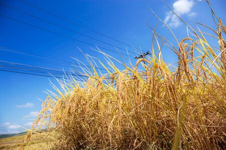 Golden wheat of rice on fields with blue skies.の写真素材