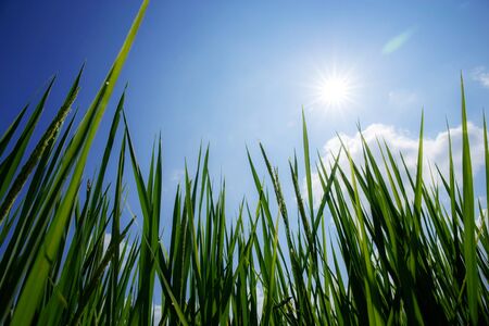 Green leaves of rice on field with sunlight at the blue sky.の写真素材