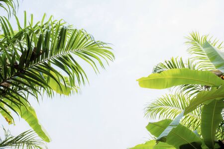 Palm and banana leaves at sunlight with the sky.の写真素材