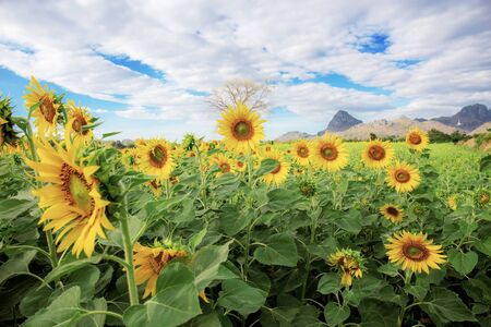 Sunflower on field in winter with the cloud and sky background.の写真素材