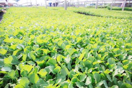 Organic vegetable on greenhouse with the sunlight.の写真素材