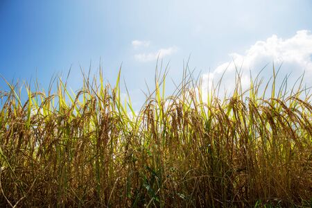 Golden wheat on fields with the sunlight at the blue sky.の写真素材