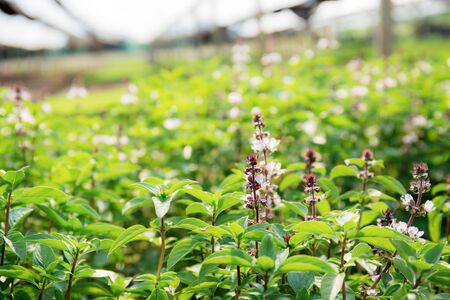 Basil vegetables in garden with the sunlight.の写真素材