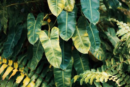 Leaves of plant in park with texture background.の写真素材