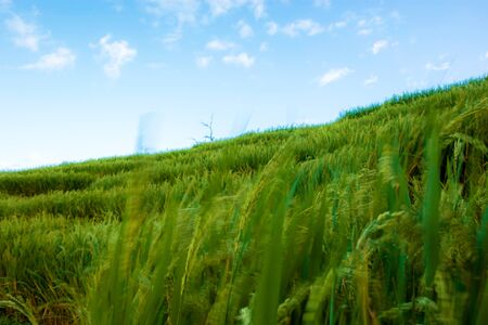 Rice field of staircase on hill with the blue sky.の写真素材