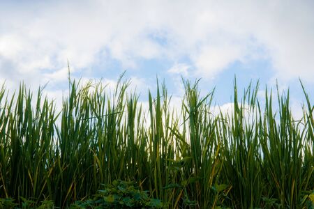 Rice field with the cloud and sky in Thailand.の写真素材