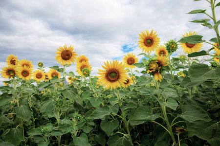 Sunflower on field with the cloud in winter.の写真素材