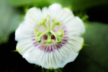 White flower in forest with texture background.の写真素材